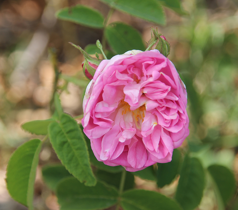 灌木玫瑰Shrub Roses (一)
