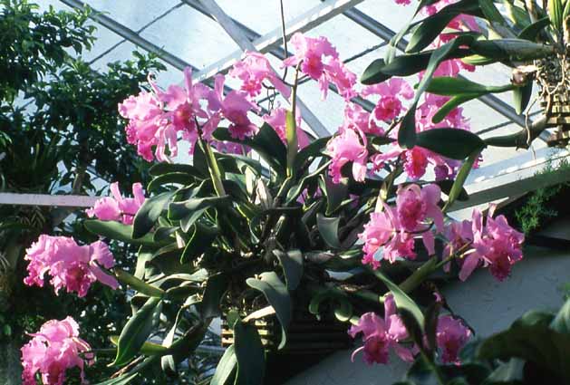 兰花的种植Orchid