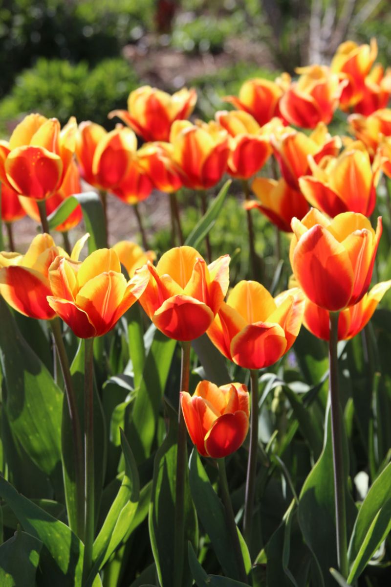 袁晓辉rita 鬱金香與水仙花tulips Daffodils
