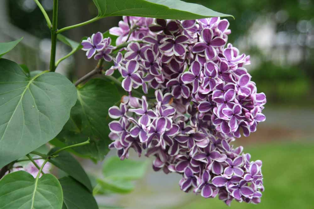 袁晓辉rita 紫丁香lilac